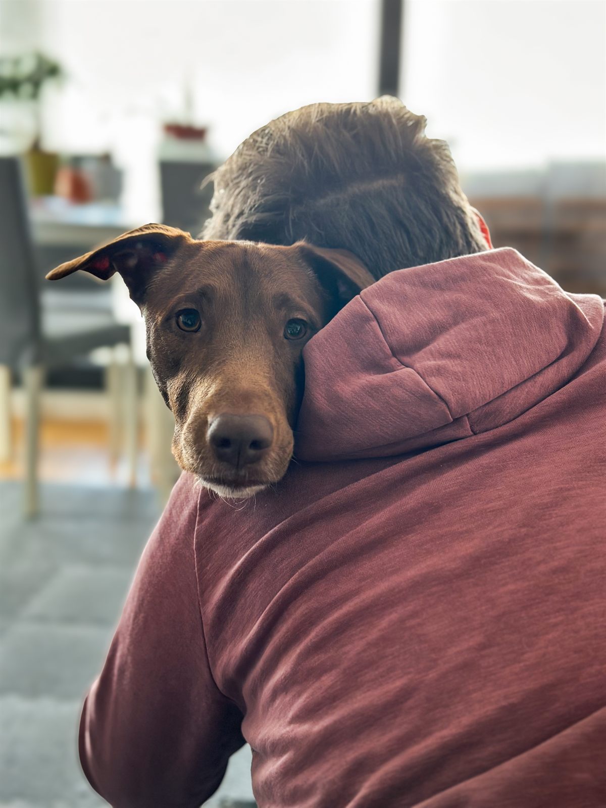 Gaia resting on Gábor's shoulder at home